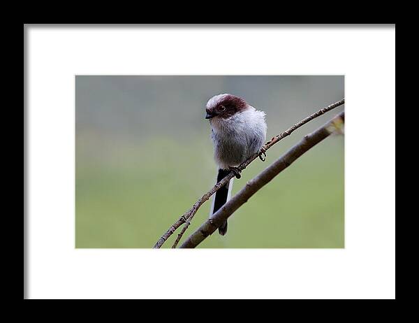 Long Tailed Tits Framed Print featuring the photograph Long tailed tit #1 by Gavin Macrae