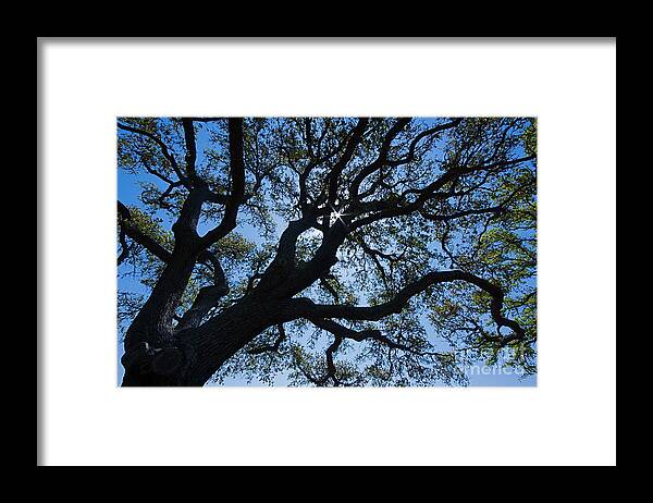 Tree Framed Print featuring the photograph Looking Up by Nicola Fiscarelli
