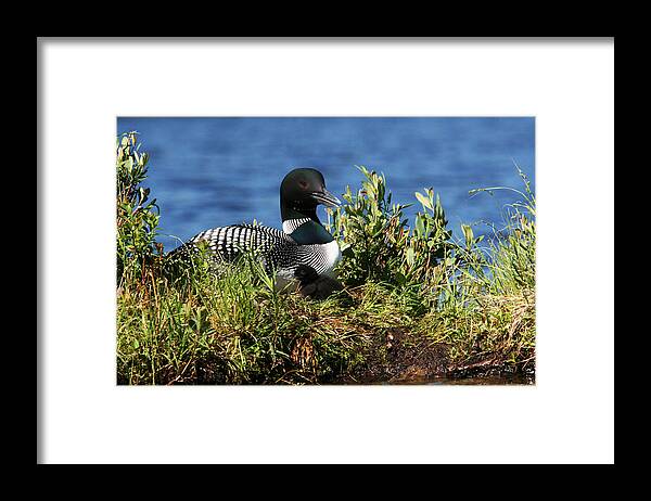 Loon Framed Print featuring the photograph Loon and New Born Chick #1 by Benjamin Dahl