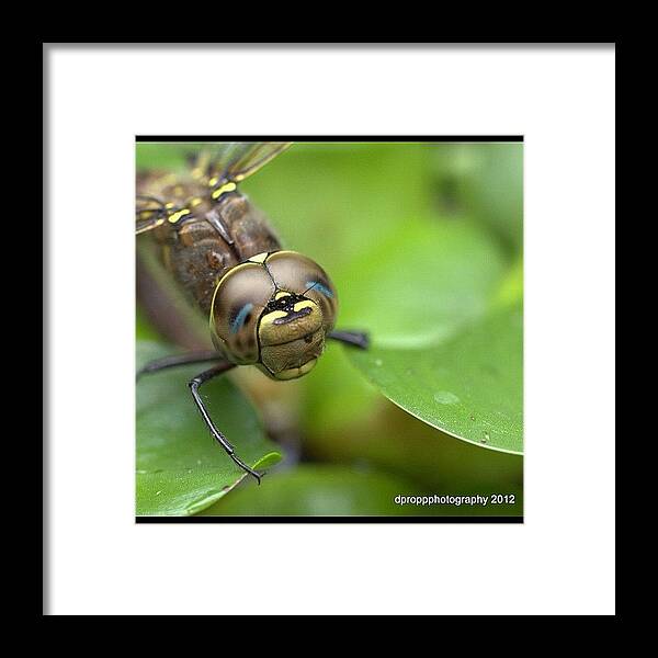Summer Framed Print featuring the photograph #love #tagsforlikes @tagsforlikes #1 by Darryl Propp