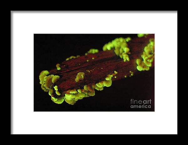 Luminescent Framed Print featuring the photograph Luminescent Mushroom Panellus Stipticus #1 by Ted Kinsman
