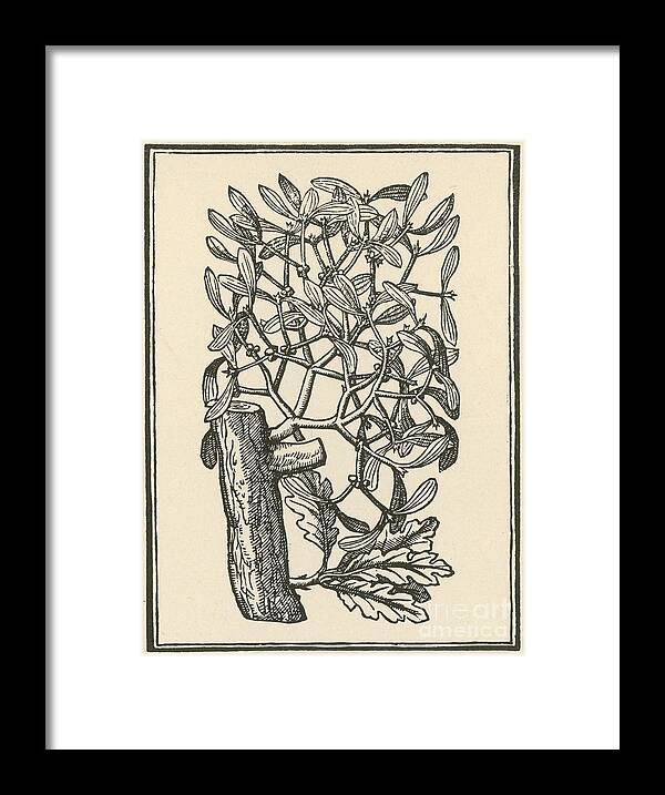 Plant Framed Print featuring the photograph Mistletoe-Alchemy Plant #4 by Science Source