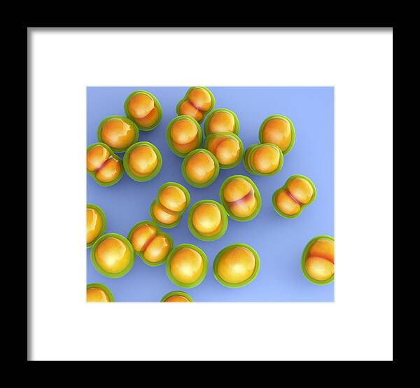 Staphylococcus Aureus Framed Print featuring the photograph Mrsa Bacteria #1 by Roger Harris