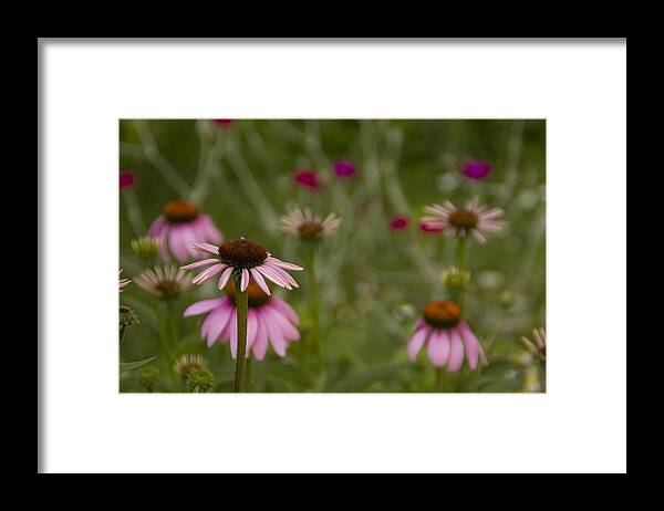 Cone Flower Framed Print featuring the photograph My Secret Garden #1 by Margaret Denny