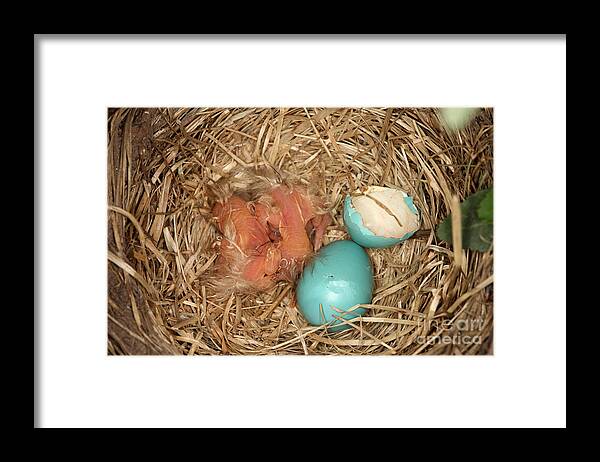 Robin Egg Framed Print featuring the photograph Newborn Robin Nestlings #1 by Ted Kinsman