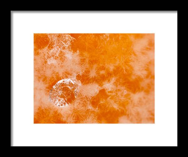 Orange Framed Print featuring the photograph Orange 2 #1 by Jeffery Ball