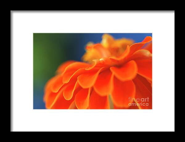 Beautiful Framed Print featuring the photograph Orange common zinnia #1 by Sami Sarkis