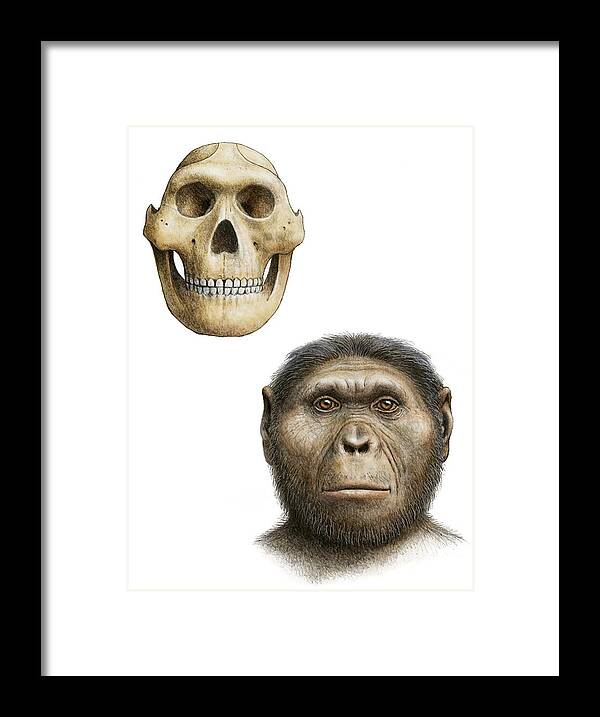 Australopithecus Robustus Framed Print featuring the photograph Paranthropus Robustus by Mauricio Anton