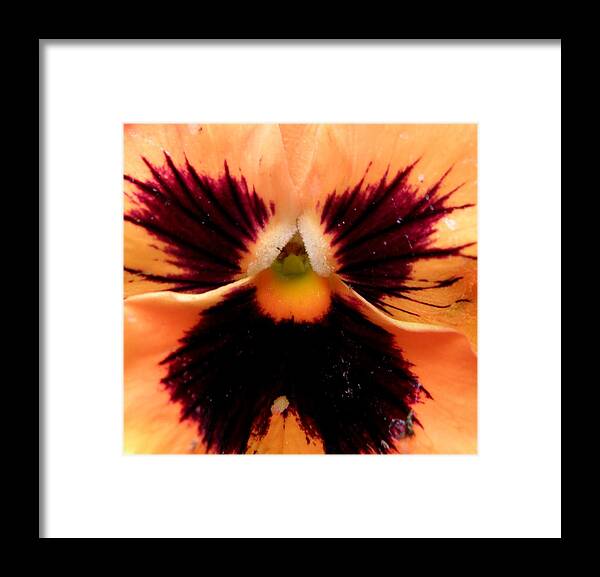 Pansy Framed Print featuring the photograph Peachy Keen #1 by Kim Galluzzo