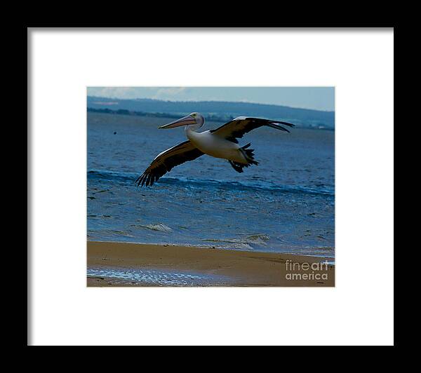 Australia Framed Print featuring the photograph Pelican in flight #1 by Blair Stuart