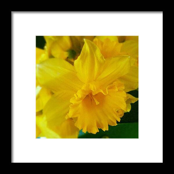 Flower Framed Print featuring the photograph #photooftheday #picoftheday #instagram #1 by Just Berns