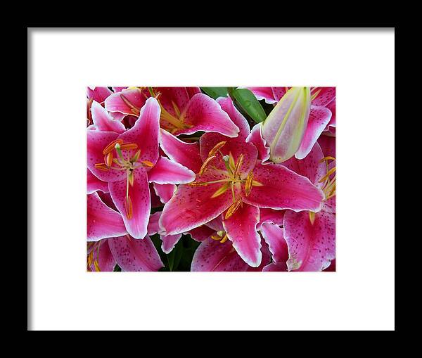 Flower Framed Print featuring the photograph Pink Lilies with Water Droplets #1 by Corinne Elizabeth Cowherd