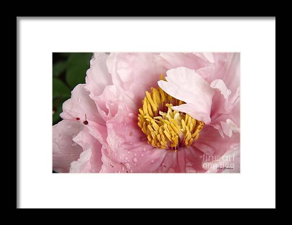 Tree Peony Framed Print featuring the photograph Pink Tree Peony #1 by Yumi Johnson