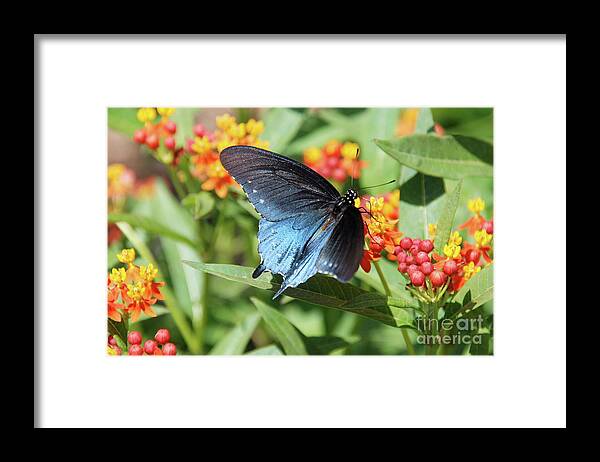 Butterflies Framed Print featuring the photograph Pipevine Swallowtail #1 by Ken Williams