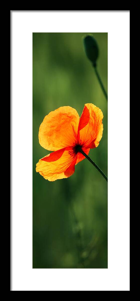 Amapola Framed Print featuring the photograph Poppy #1 by Falko Follert