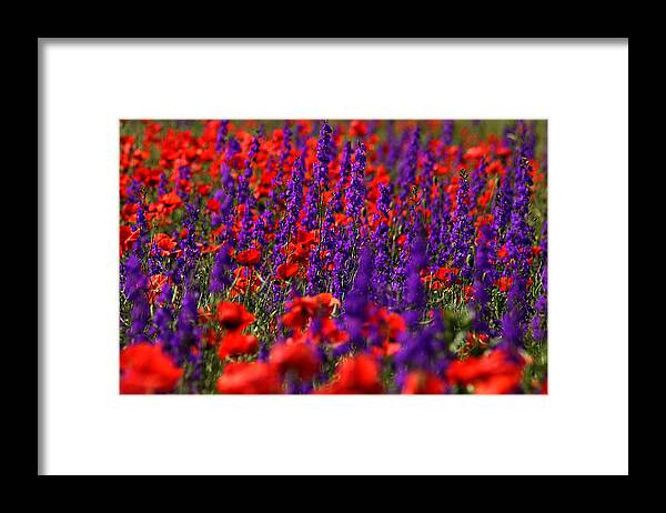 Background Framed Print featuring the photograph Poppy field by Emanuel Tanjala
