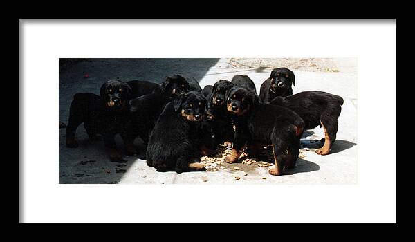 Rottweilers Framed Print featuring the photograph Puppy Chow by Lee McCormick