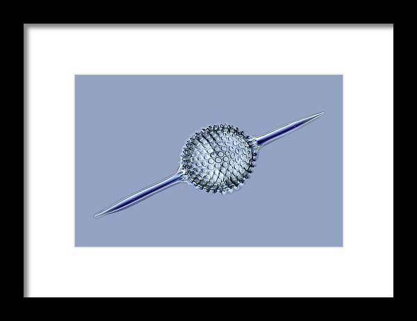 Animal Framed Print featuring the photograph Radiolarian, Light Micrograph #1 by Frank Fox