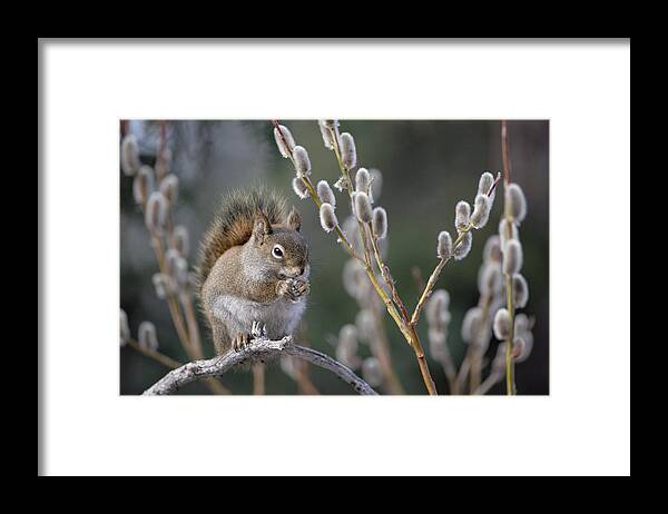 Mp Framed Print featuring the photograph Red Squirrel Tamiasciurus Hudsonicus #1 by Michael Quinton