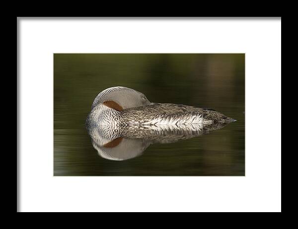Mp Framed Print featuring the photograph Red-throated Loon Gavia Stellata #1 by Michael Quinton
