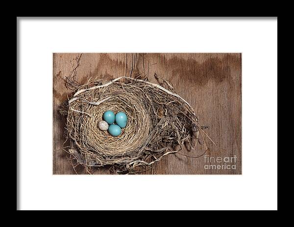 American Robin Framed Print featuring the photograph Robins Nest And Cowbird Egg #1 by Ted Kinsman
