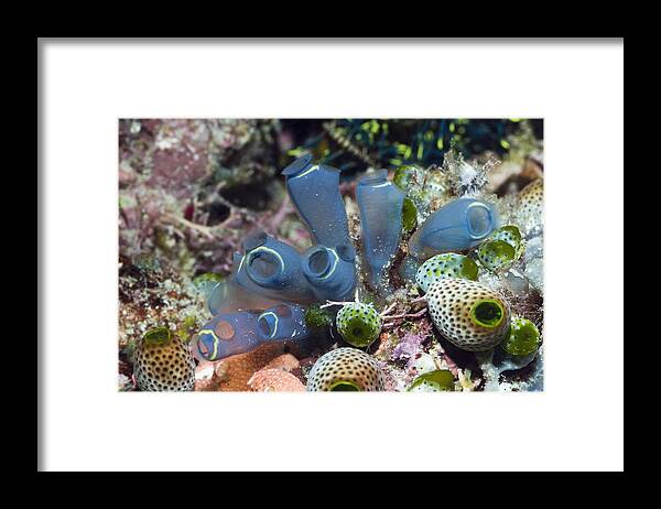Atriolum Robustum Framed Print featuring the photograph Sea Squirts #1 by Georgette Douwma