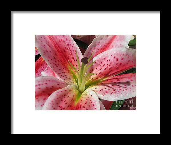 Flower Framed Print featuring the photograph Seductive #1 by Holy Hands