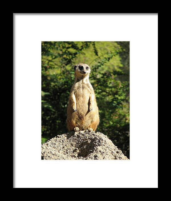 Meerkat Framed Print featuring the photograph Sentinel Meerkat by Carla Parris