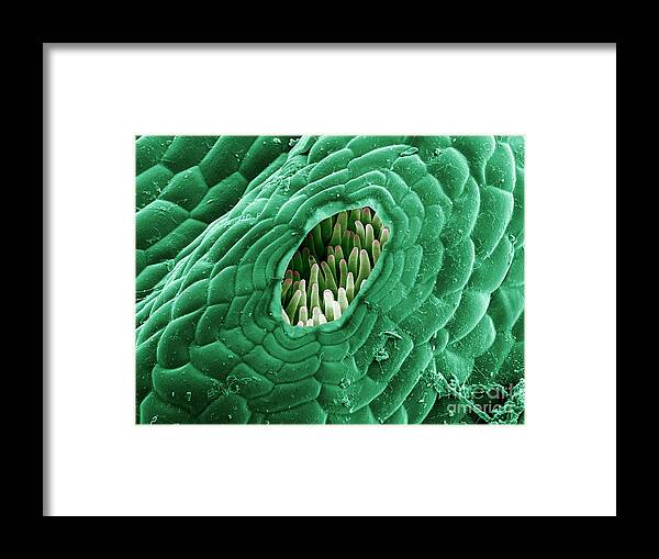 Hepaticae Framed Print featuring the photograph Snake Liverwort, Sem #1 by Ted Kinsman