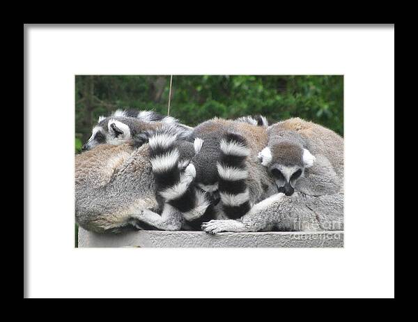 Animals Framed Print featuring the photograph Snuggling #1 by Holy Hands