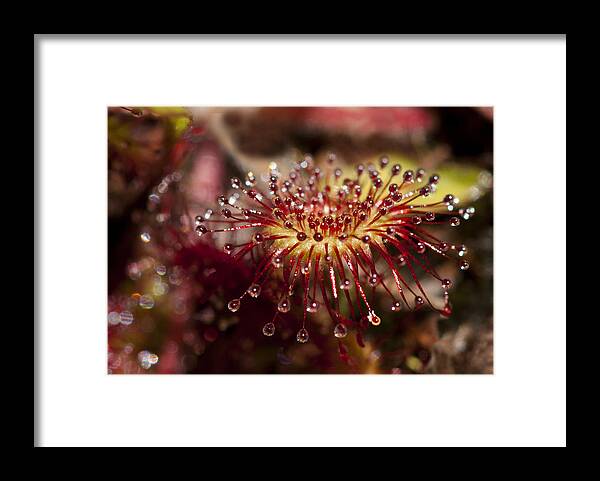 Sundew Framed Print featuring the photograph Sundew #2 by Betty Depee