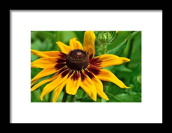 Nature Framed Print featuring the photograph Sunflower #1 by Kathy King