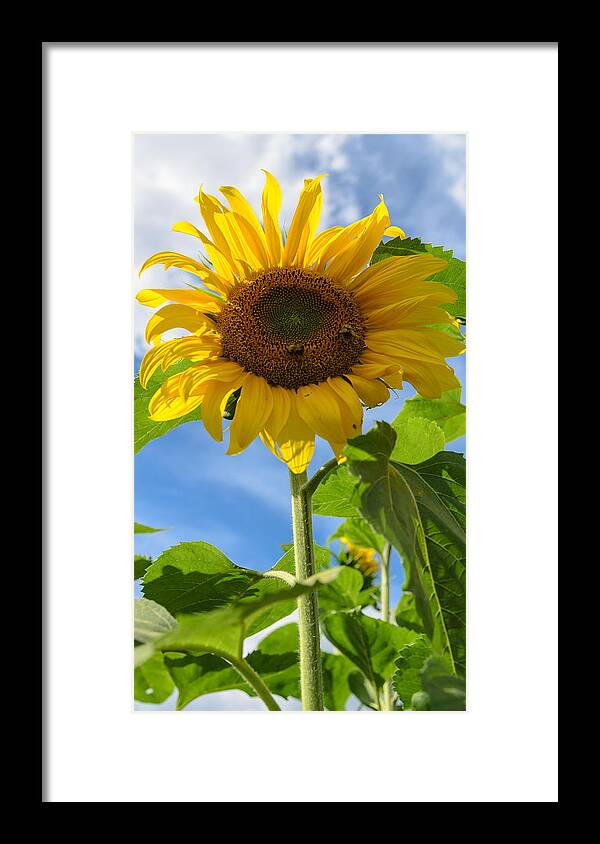Orange Framed Print featuring the photograph Sunflower #1 by Michael Goyberg