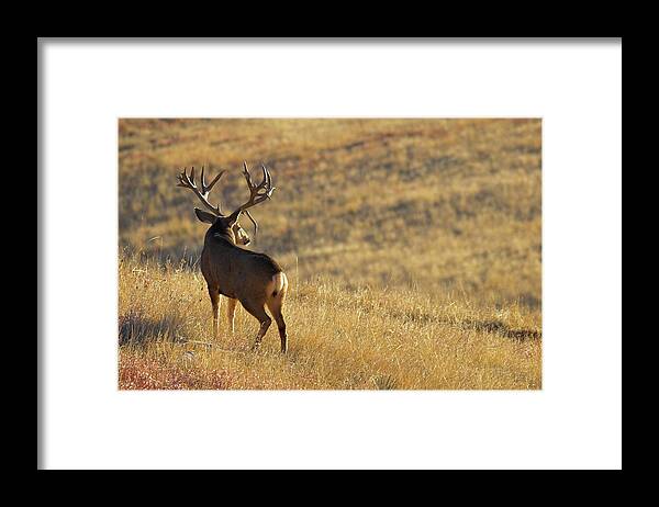 Mule Deer Framed Print featuring the photograph Sunrise Mule Deer by D Robert Franz