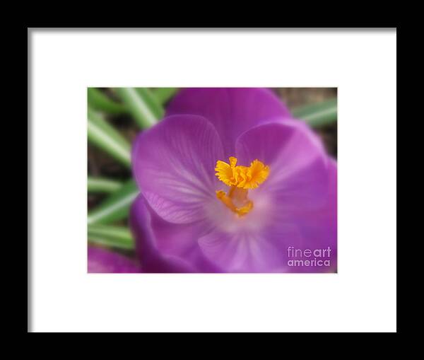 Flower Framed Print featuring the photograph Surprise #1 by Holy Hands