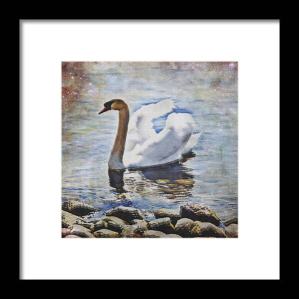 Lake Framed Print featuring the photograph Swan #1 by Joana Kruse