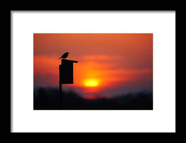 Bird Framed Print featuring the photograph The Early Bird #1 by Bill Pevlor