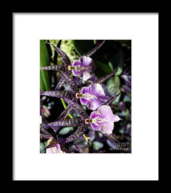 Fine Art Photography Framed Print featuring the photograph The Three Musketeers #1 by Patricia Griffin Brett