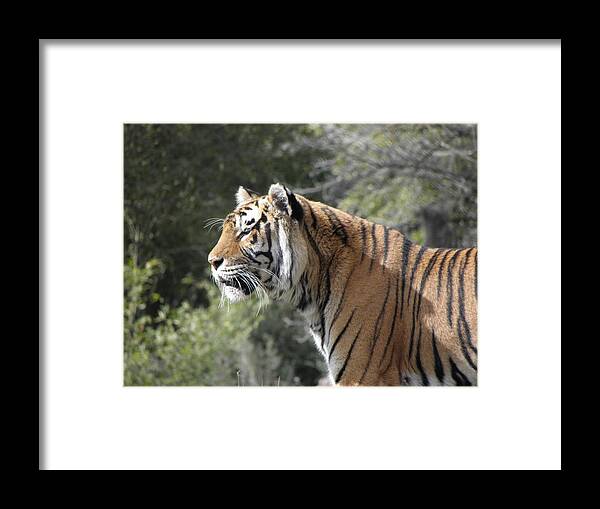 Tiger Framed Print featuring the photograph Tiger #1 by Kim Galluzzo
