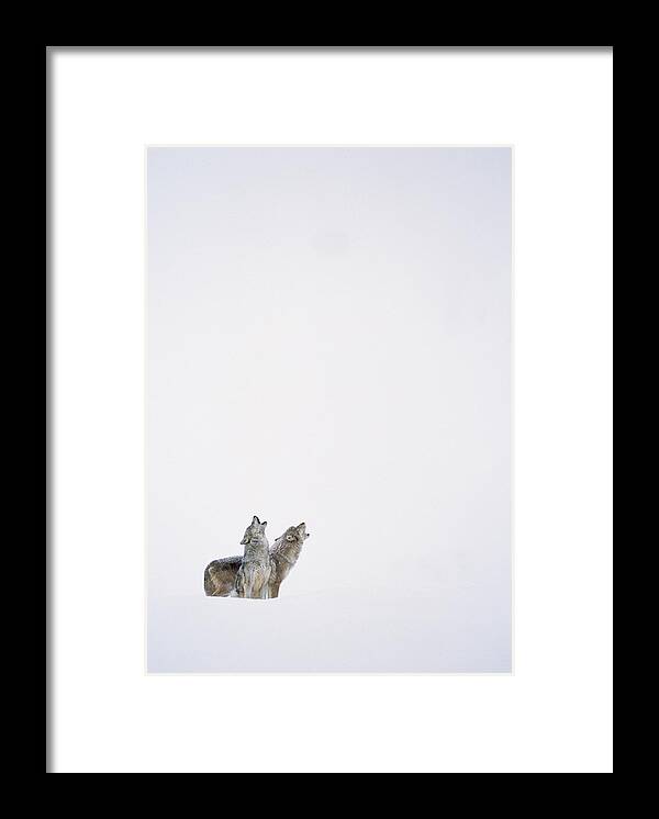 00174263 Framed Print featuring the photograph Timber Wolf Pair Howling In Snow North by Tim Fitzharris