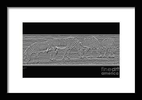 Zebra's Framed Print featuring the photograph Transparent Zebra's #1 by Robert Meanor
