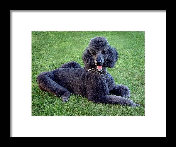 Standard Poodle Framed Print featuring the photograph Tyler #1 by Burney Lieberman