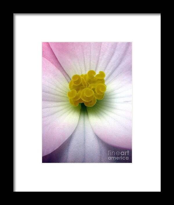 Flower Framed Print featuring the photograph Unguarded by Tina Marie