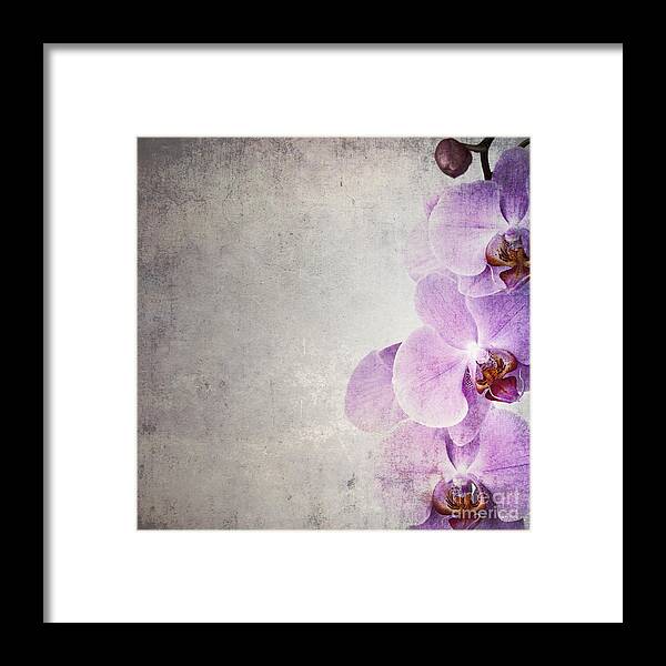 Bud Framed Print featuring the photograph Vintage orchids #1 by Jane Rix