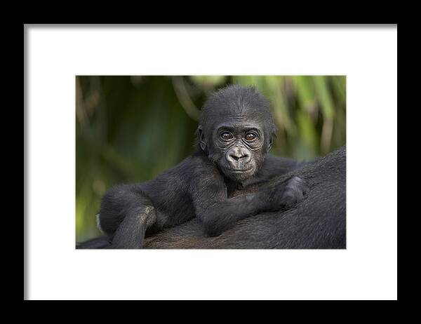 Mp Framed Print featuring the photograph Western Lowland Gorilla Gorilla Gorilla #1 by San Diego Zoo