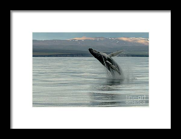 Whale Framed Print featuring the photograph Whale Jumping #1 by Jorgen Norgaard