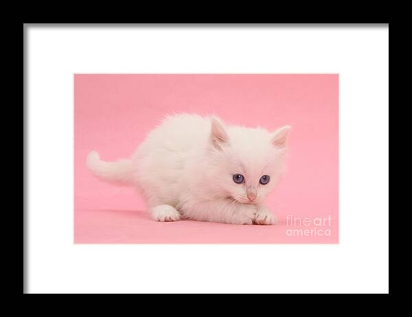 Animal Framed Print featuring the photograph White Kitten #1 by Mark Taylor