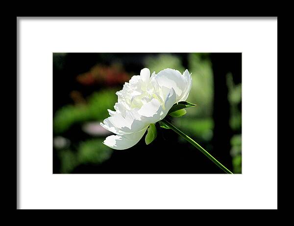 Flower Framed Print featuring the photograph White Peony #1 by Douglas Pike