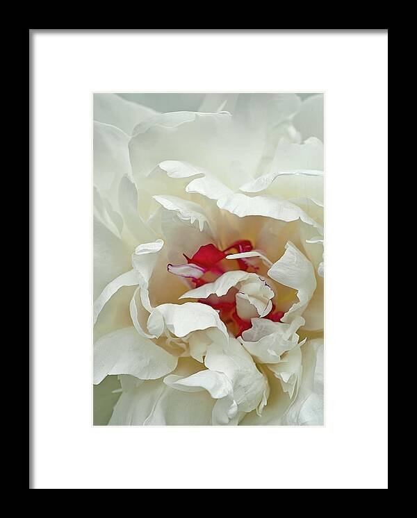 Peony Framed Print featuring the photograph White Peony by Gordon Ripley