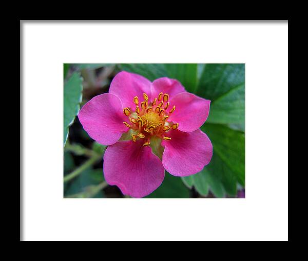 Spring Framed Print featuring the photograph Wild Beauty #1 by Valia Bradshaw